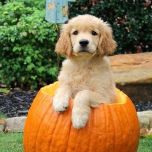 Meet your Posher, Suzanne